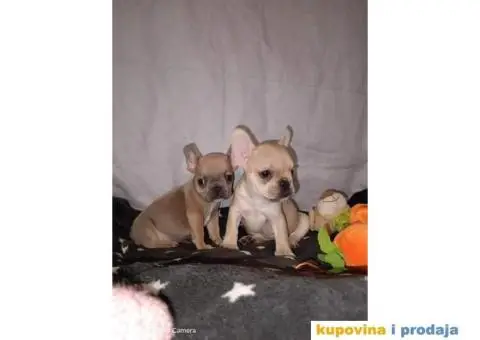 Prelepi štenci Francuski buldog - 13/15