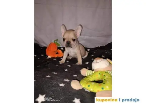 Prelepi štenci Francuski buldog - 14/15