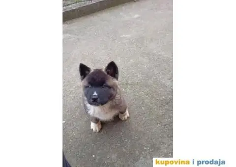 Američka Akita štenci - 1/10