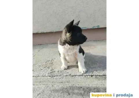 Američka Akita štenci - 2/10