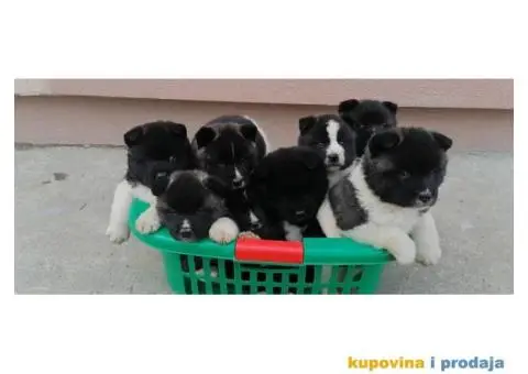 Američka Akita štenci - 3/10