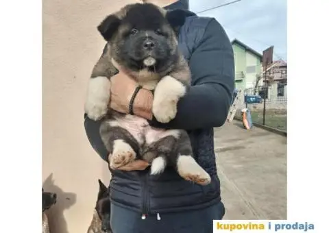 Američka Akita štenci - 4/10