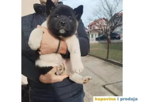 Američka Akita štenci - 5/10