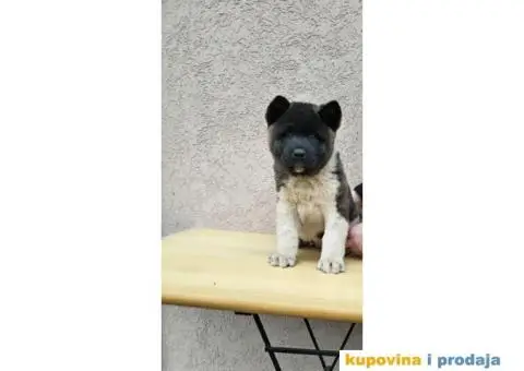 Američka Akita štenci - 6/10