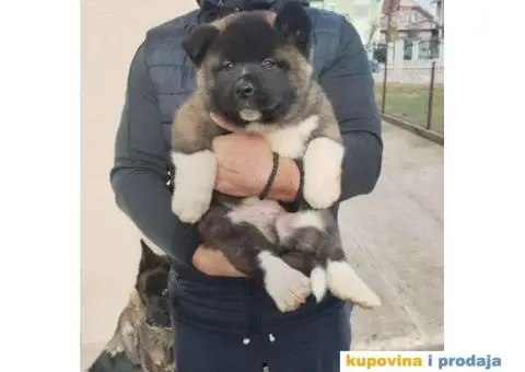 Američka Akita štenci - 7/10