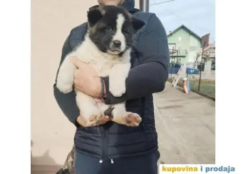 Američka Akita štenci - 8/10