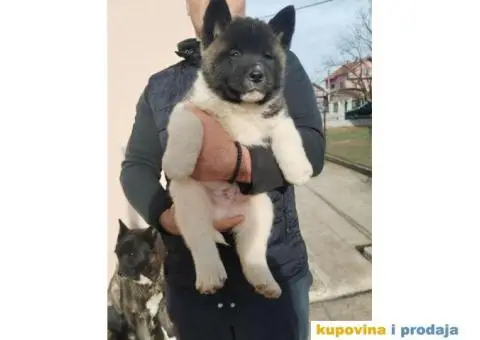 Američka Akita štenci - 9/10