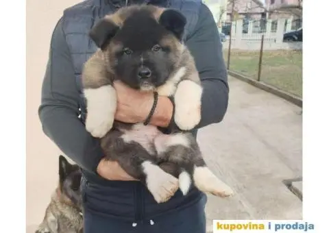 Američka Akita štenci - 10/10