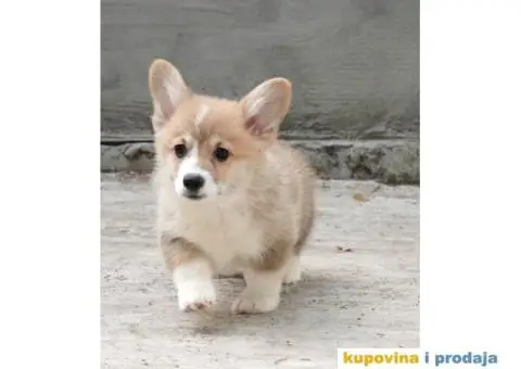 Velški korgi pembrok štenci - 1/13