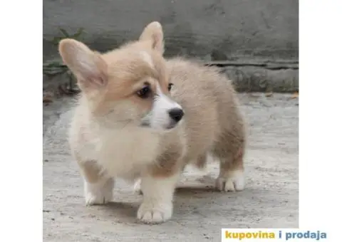 Velški korgi pembrok štenci - 2/13