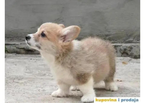 Velški korgi pembrok štenci - 3/13