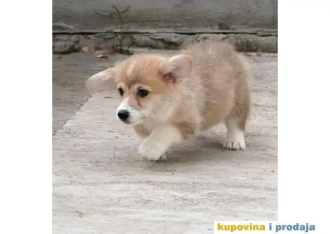 Velški korgi pembrok štenci - 4/13