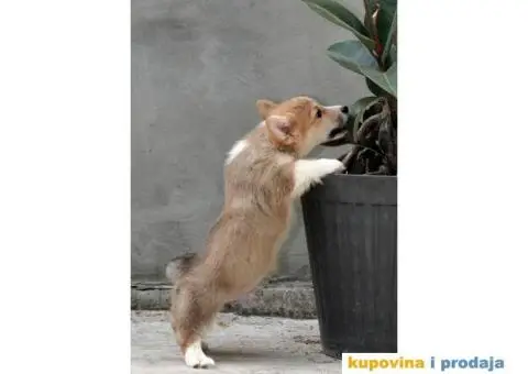 Velški korgi pembrok štenci - 5/13