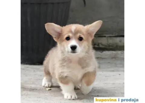 Velški korgi pembrok štenci - 6/13