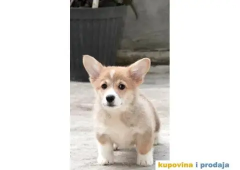 Velški korgi pembrok štenci - 7/13