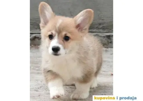 Velški korgi pembrok štenci - 8/13