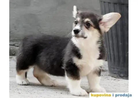 Velški korgi pembrok štenci - 9/13