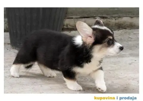Velški korgi pembrok štenci - 10/13