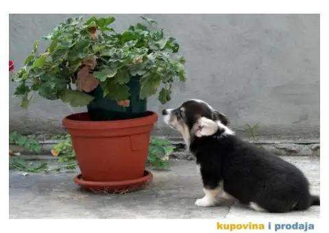 Velški korgi pembrok štenci - 11/13