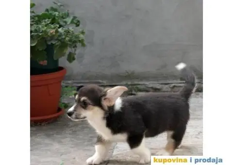 Velški korgi pembrok štenci - 12/13