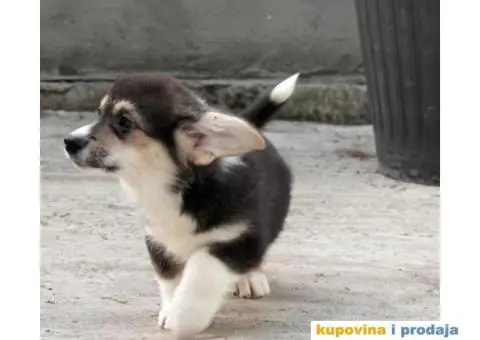 Velški korgi pembrok štenci - 13/13