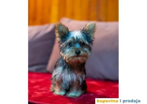 Jorkširski terijer YORKI - 1/5