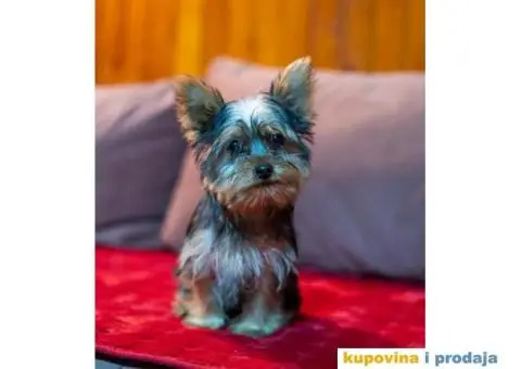 Jorkširski terijer YORKI - 2/5