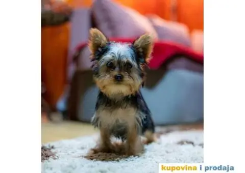 Jorkširski terijer YORKI - 3/5