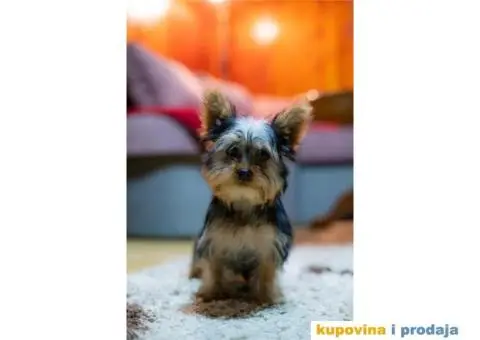 Jorkširski terijer YORKI - 4/5