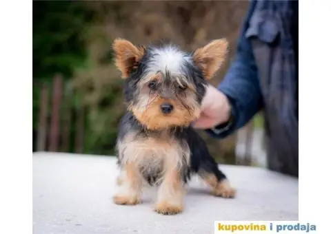 Jorkširski terijer YORKI - 5/5