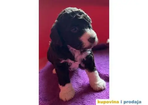 Lagotto Romagnolo štenci - 1/10