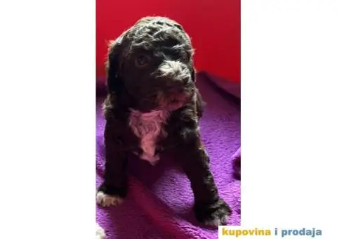 Lagotto Romagnolo štenci - 2/10