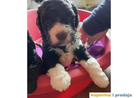 Lagotto Romagnolo štenci - 3/10