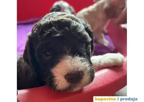 Lagotto Romagnolo štenci - 4/10