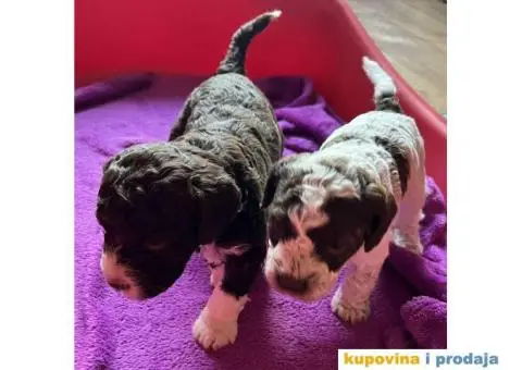 Lagotto Romagnolo štenci - 5/10
