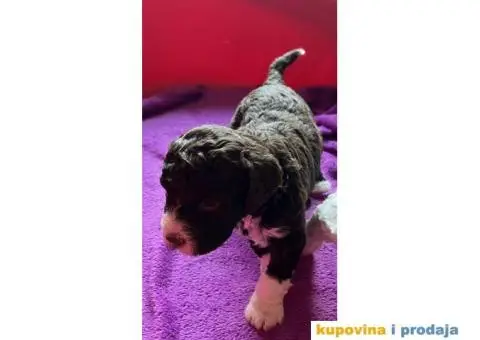 Lagotto Romagnolo štenci - 6/10