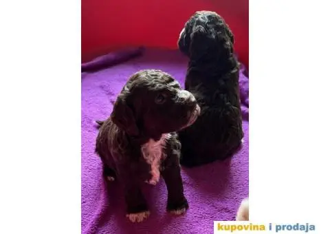 Lagotto Romagnolo štenci - 7/10