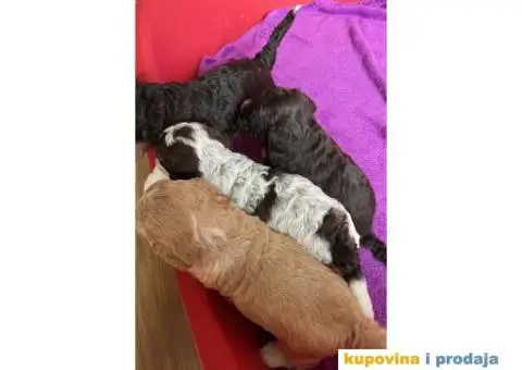 Lagotto Romagnolo štenci - 8/10