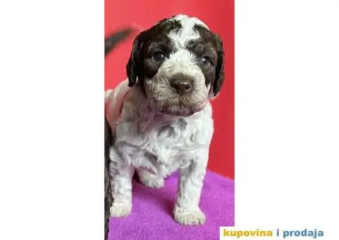 Lagotto Romagnolo štenci - 9/10