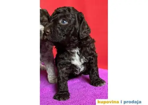 Lagotto Romagnolo štenci - 10/10