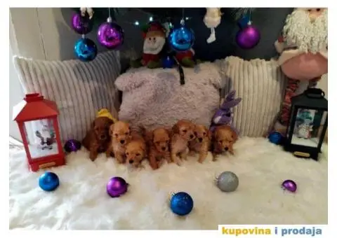 Patuljaste PUDLE - 1/4