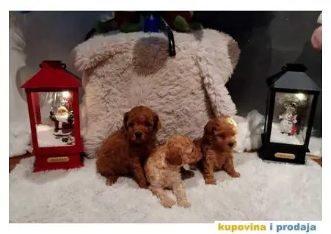 Patuljaste PUDLE - 2/4