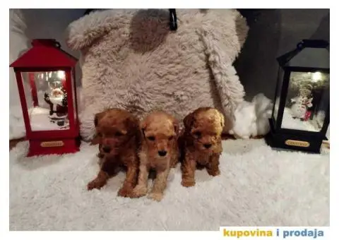 Patuljaste PUDLE - 3/4