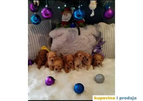 Patuljaste PUDLE - 4/4