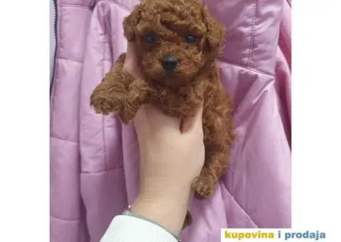 Preslatke TOY bebice - 1/6