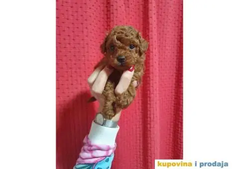 Preslatke TOY bebice - 2/6