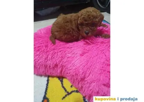 Preslatke TOY bebice - 3/6