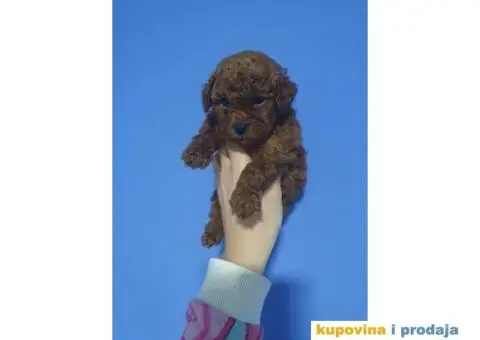 Preslatke TOY bebice - 4/6