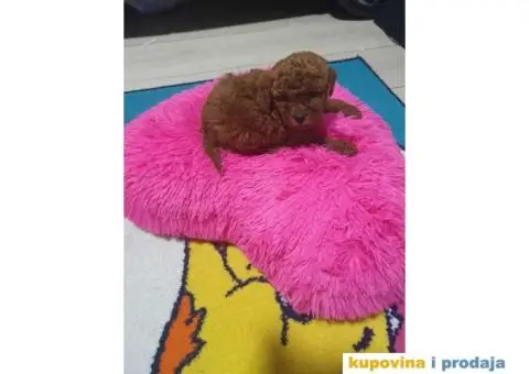 Preslatke TOY bebice - 5/6