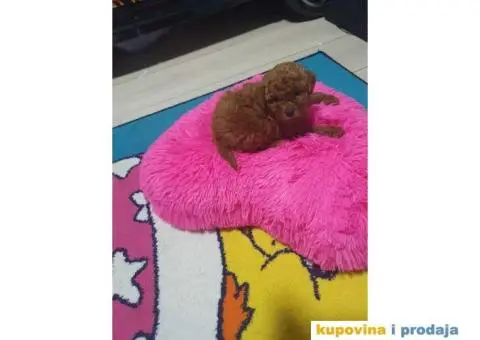 Preslatke TOY bebice - 6/6